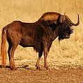 Black Wildebeest