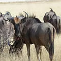 Blue Wildebeest