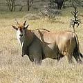 Cape Eland