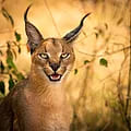 Caracal