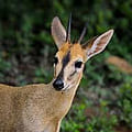 Duiker