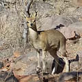 Klipspringer