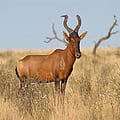 Red Hartebeest