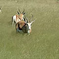 Springbok