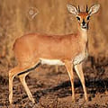 Steenbuck