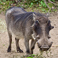 Warthog