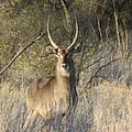 Waterbuck