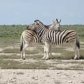 Zebra – Burchell (plains)