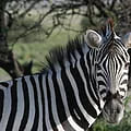 Zebra – Hartman mountian