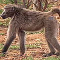 Baboon