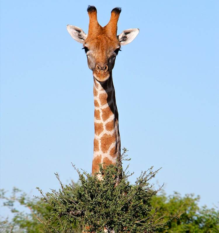 Giraffe