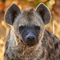 Hyena