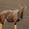 Nyala